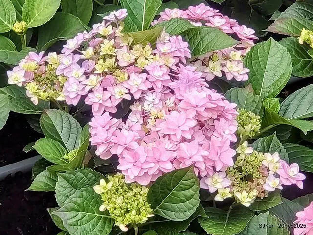2025台北大安森林公園繡球花展(Hydrangeas exhibition at Da-An forest park), Taipei,  Taiwan, SJKen, Feb 20, 2025.