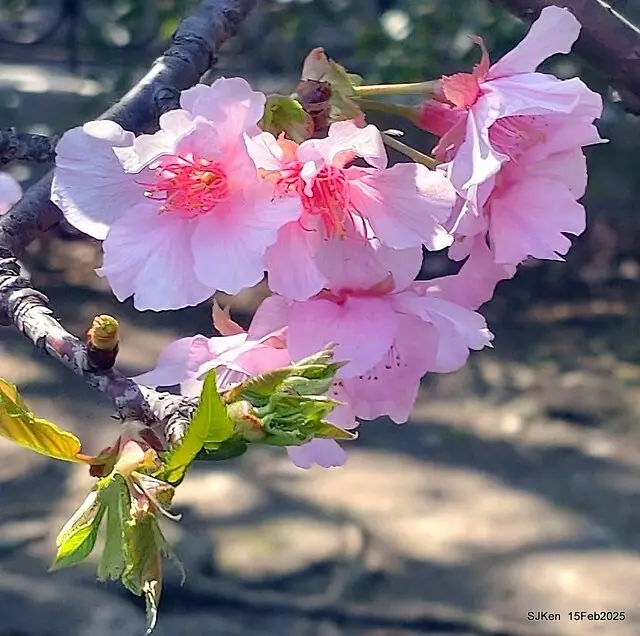 2025 雙北平地賞櫻系列第七拍---國父紀念館八重櫻與山櫻花(Prunus campanulata Maxim and Taiwan Cherry at Dr. Sun Yat-Sen Memorial Hall，by SJKen,  Feb  15, 2025)