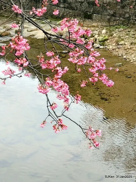 2025雙北平地賞櫻第四拍( --- 汐止文化櫻花季康誥溪櫻花大道(Cherry Blossoms at the creekside of Kangau creek), Hsingi district, Hsinpei city, SJKen, Jan 31, 2025.