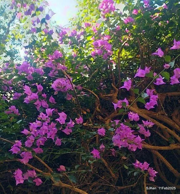台北榮總忘憂湖水鳥與游魚(Waterbirds and fish at the lake of Taipei Veterans General Hospital)，Taipie, Taiwan, SJKen, Feb 11, 2025.