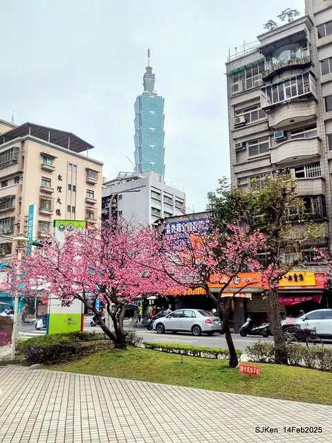 2025 雙北平地賞櫻系列第五拍 --- 北醫附設醫院櫻花(Cherryblossoms at Taipei Medical University Hospital), Taipei, Taiwan, SJKen, Feb 14, 2024.