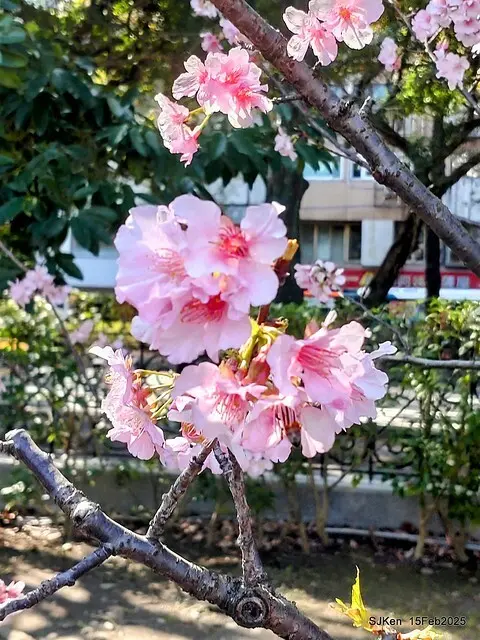 2025 雙北平地賞櫻系列第七拍---國父紀念館八重櫻與山櫻花(Prunus campanulata Maxim and Taiwan Cherry at Dr. Sun Yat-Sen Memorial Hall，by SJKen,  Feb  15, 2025)