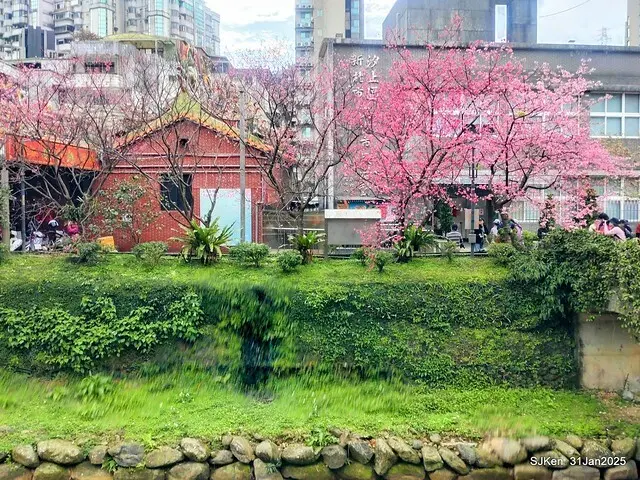 2025雙北平地賞櫻第四拍( --- 汐止文化櫻花季康誥溪櫻花大道(Cherry Blossoms at the creekside of Kangau creek), Hsingi district, Hsinpei city, SJKen, Jan 31, 2025.