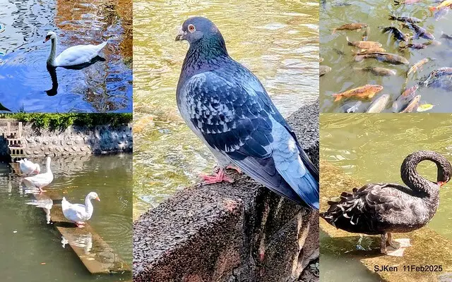 台北榮總忘憂湖水鳥與游魚(Waterbirds and fish at the lake of Taipei Veterans General Hospital)，Taipie, Taiwan, SJKen, Feb 11, 2025.