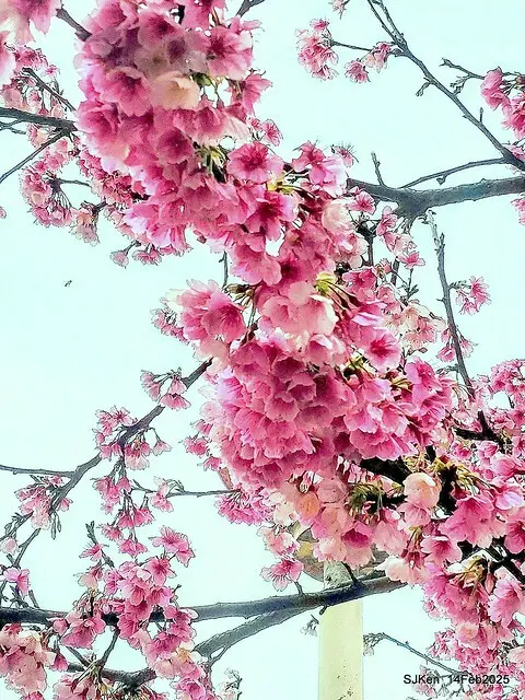 2025 雙北平地賞櫻系列第五拍 --- 北醫附設醫院櫻花(Cherryblossoms at Taipei Medical University Hospital), Taipei, Taiwan, SJKen, Feb 14, 2024.
