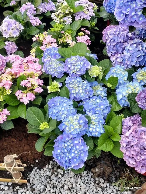 2025台北大安森林公園繡球花展(Hydrangeas exhibition at Da-An forest park), Taipei,  Taiwan, SJKen, Feb 20, 2025.