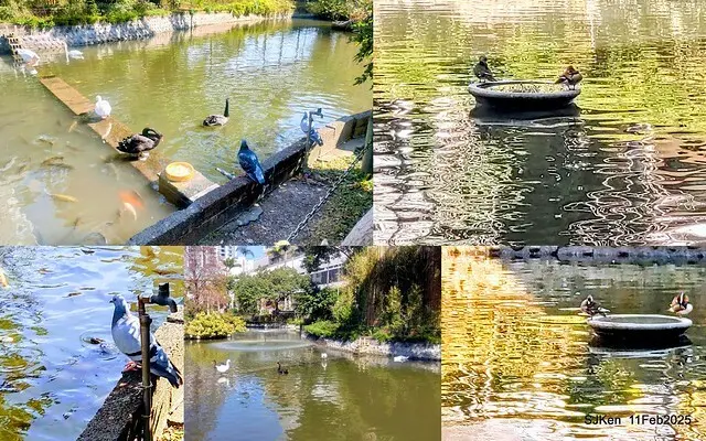 台北榮總忘憂湖水鳥與游魚(Waterbirds and fish at the lake of Taipei Veterans General Hospital)，Taipie, Taiwan, SJKen, Feb 11, 2025.