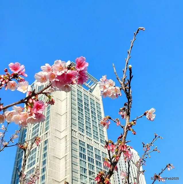 (2025 雙北平地賞櫻系列第六拍)「台北市政府北大門旁賞櫻」(Cherry Blossoms at north door of Taipei City Hall , Feb 15, 2025.