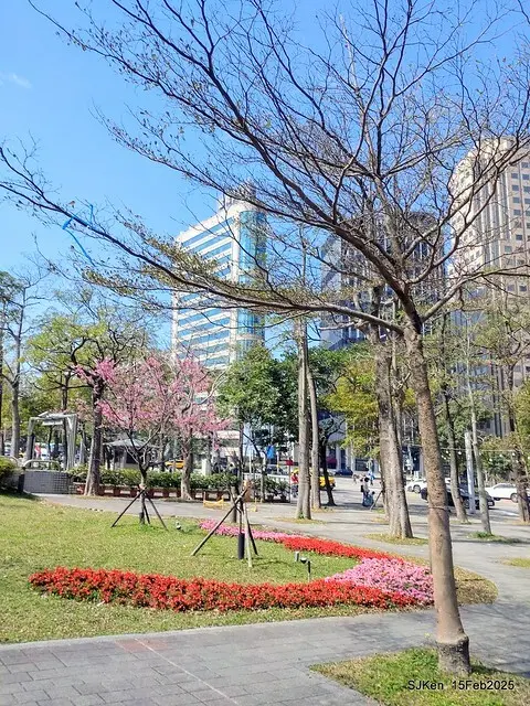 (2025 雙北平地賞櫻系列第六拍)「台北市政府北大門旁賞櫻」(Cherry Blossoms at north door of Taipei City Hall , Feb 15, 2025.
