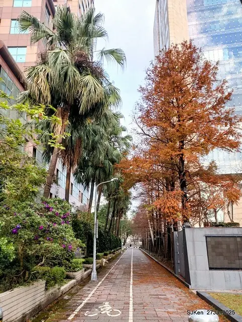 中國銀行台北分行左側櫻花林(Cherry Blossom at Taipei bank branck, China Bank, Taipei, Taiwan, SJKen , Jan 27, 2025