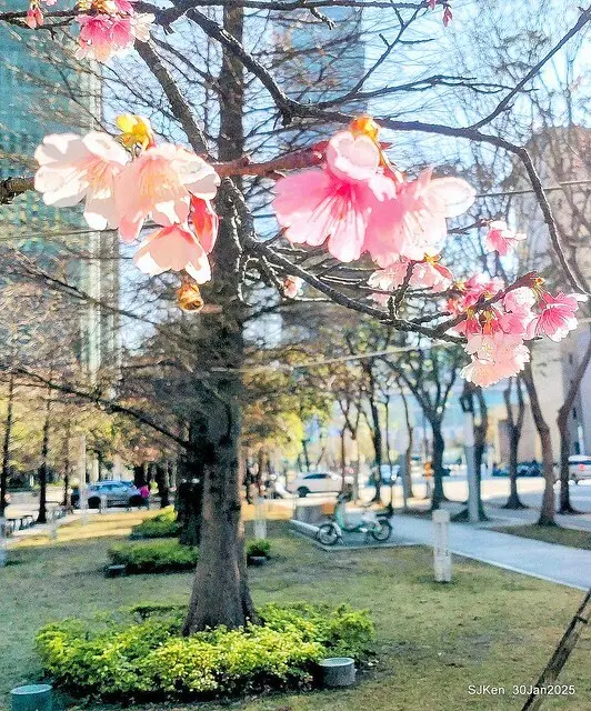 「華新麗華花旗銀行大樓」周邊櫻花林 (Cherry blossoms around the Walsin Xinyi Building), Taipei, Taiwan, SJKen , Jan 30, 2025