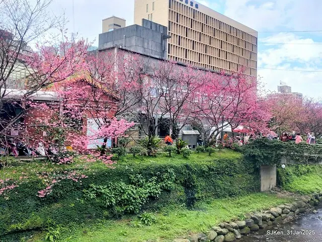 2025雙北平地賞櫻第四拍( --- 汐止文化櫻花季康誥溪櫻花大道(Cherry Blossoms at the creekside of Kangau creek), Hsingi district, Hsinpei city, SJKen, Jan 31, 2025.