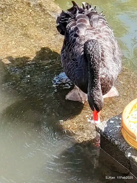 台北榮總忘憂湖水鳥與游魚(Waterbirds and fish at the lake of Taipei Veterans General Hospital)，Taipie, Taiwan, SJKen, Feb 11, 2025.