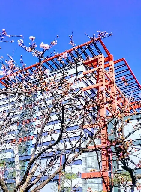 「華新麗華花旗銀行大樓」周邊櫻花林 (Cherry blossoms around the Walsin Xinyi Building), Taipei, Taiwan, SJKen , Jan 30, 2025
