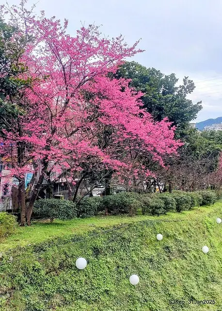 2025雙北平地賞櫻第四拍( --- 汐止文化櫻花季康誥溪櫻花大道(Cherry Blossoms at the creekside of Kangau creek), Hsingi district, Hsinpei city, SJKen, Jan 31, 2025.
