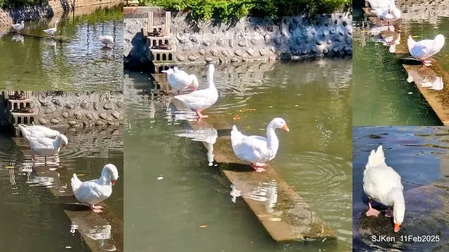 台北榮總忘憂湖水鳥與游魚(Waterbirds and fish at the lake of Taipei Veterans General Hospital)，Taipie, Taiwan, SJKen, Feb 11, 2025.