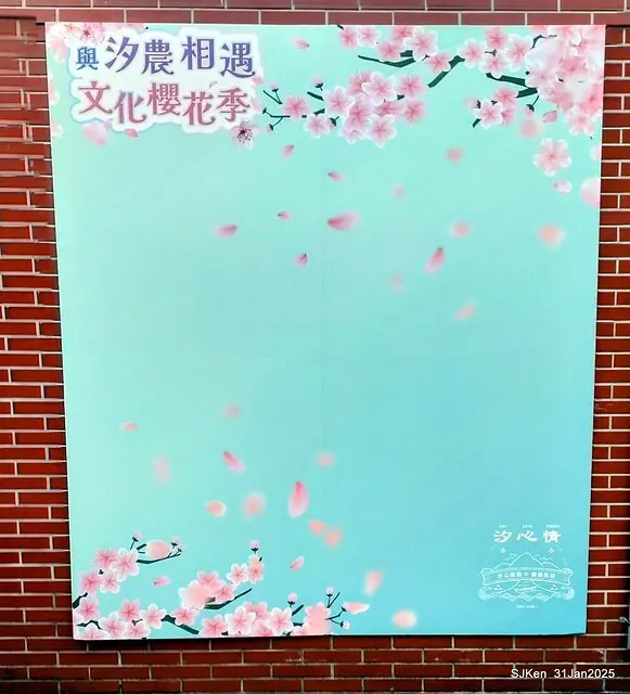 2025雙北平地賞櫻第四拍( --- 汐止文化櫻花季康誥溪櫻花大道(Cherry Blossoms at the creekside of Kangau creek), Hsingi district, Hsinpei city, SJKen, Jan 31, 2025.