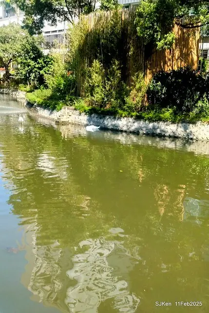 台北榮總忘憂湖水鳥與游魚(Waterbirds and fish at the lake of Taipei Veterans General Hospital)，Taipie, Taiwan, SJKen, Feb 11, 2025.