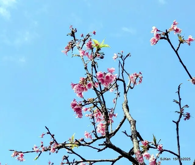 (2025 雙北平地賞櫻系列第六拍)「台北市政府北大門旁賞櫻」(Cherry Blossoms at north door of Taipei City Hall , Feb 15, 2025.