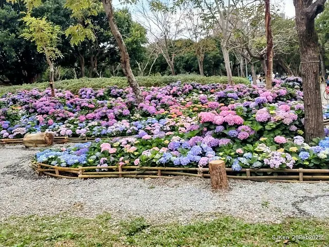2025台北大安森林公園繡球花展(Hydrangeas exhibition at Da-An forest park), Taipei,  Taiwan, SJKen, Feb 20, 2025.