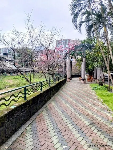 2025雙北平地賞櫻第四拍( --- 汐止文化櫻花季康誥溪櫻花大道(Cherry Blossoms at the creekside of Kangau creek), Hsingi district, Hsinpei city, SJKen, Jan 31, 2025.