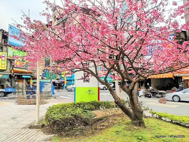2025 雙北平地賞櫻系列第五拍 --- 北醫附設醫院櫻花(Cherryblossoms at Taipei Medical University Hospital), Taipei, Taiwan, SJKen, Feb 14, 2024.
