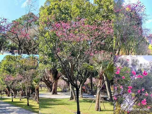 2025 雙北平地賞櫻系列第七拍---國父紀念館八重櫻與山櫻花(Prunus campanulata Maxim and Taiwan Cherry at Dr. Sun Yat-Sen Memorial Hall，by SJKen,  Feb  15, 2025)