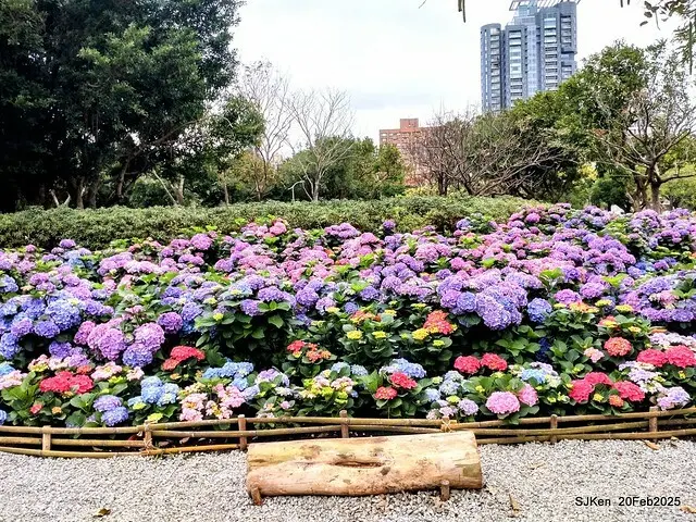 2025台北大安森林公園繡球花展(Hydrangeas exhibition at Da-An forest park), Taipei,  Taiwan, SJKen, Feb 20, 2025.