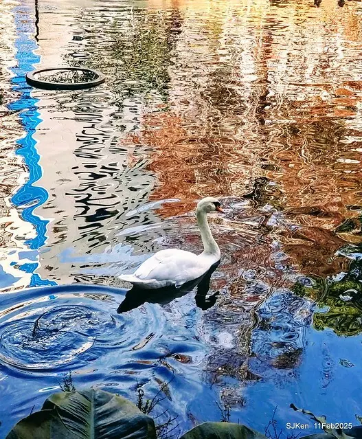 台北榮總忘憂湖水鳥與游魚(Waterbirds and fish at the lake of Taipei Veterans General Hospital)，Taipie, Taiwan, SJKen, Feb 11, 2025.