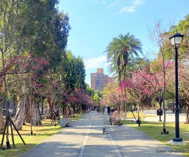 2025 雙北平地賞櫻系列第七拍---國父紀念館八重櫻與山櫻花(Prunus campanulata Maxim and Taiwan Cherry at Dr. Sun Yat-Sen Memorial Hall，by SJKen,  Feb  15, 2025)