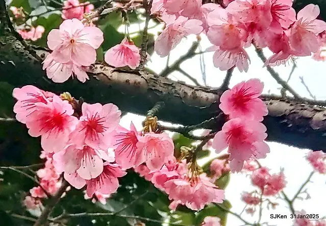 2025雙北平地賞櫻第四拍( --- 汐止文化櫻花季康誥溪櫻花大道(Cherry Blossoms at the creekside of Kangau creek), Hsingi district, Hsinpei city, SJKen, Jan 31, 2025.