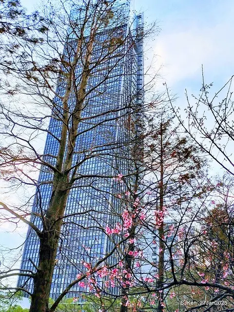 中國銀行台北分行左側櫻花林(Cherry Blossom at Taipei bank branck, China Bank, Taipei, Taiwan, SJKen , Jan 27, 2025