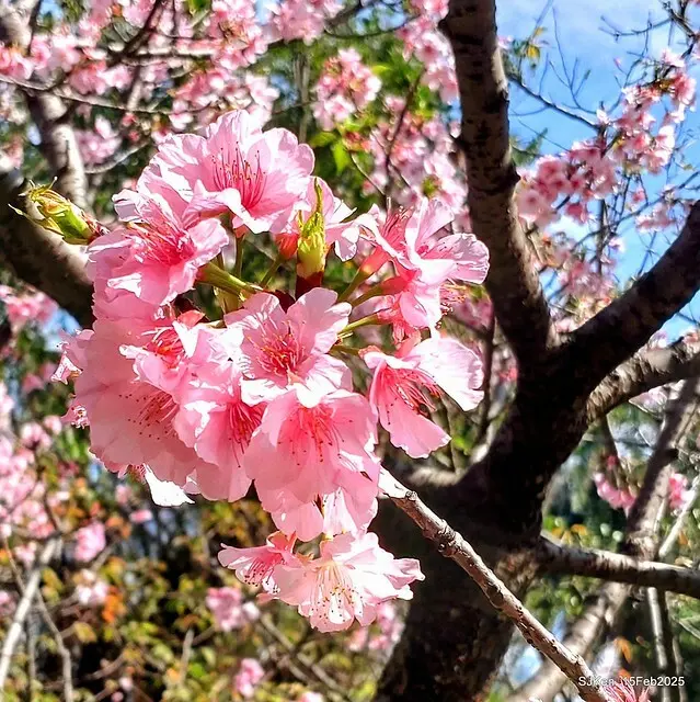 2025 雙北平地賞櫻系列第七拍---國父紀念館八重櫻與山櫻花(Prunus campanulata Maxim and Taiwan Cherry at Dr. Sun Yat-Sen Memorial Hall，by SJKen,  Feb  15, 2025)