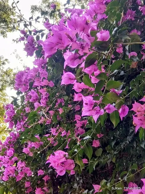 台北榮總忘憂湖水鳥與游魚(Waterbirds and fish at the lake of Taipei Veterans General Hospital)，Taipie, Taiwan, SJKen, Feb 11, 2025.