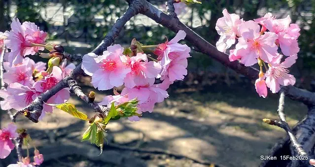 (2025 雙北平地賞櫻系列第六拍)「台北市政府北大門旁賞櫻」(Cherry Blossoms at north door of Taipei City Hall , Feb 15, 2025.