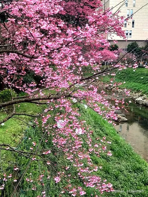 2025雙北平地賞櫻第四拍( --- 汐止文化櫻花季康誥溪櫻花大道(Cherry Blossoms at the creekside of Kangau creek), Hsingi district, Hsinpei city, SJKen, Jan 31, 2025.