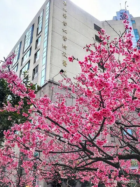2025 雙北平地賞櫻系列第五拍 --- 北醫附設醫院櫻花(Cherryblossoms at Taipei Medical University Hospital), Taipei, Taiwan, SJKen, Feb 14, 2024.