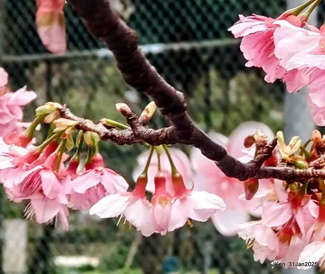 2025雙北平地賞櫻第四拍( --- 汐止文化櫻花季康誥溪櫻花大道(Cherry Blossoms at the creekside of Kangau creek), Hsingi district, Hsinpei city, SJKen, Jan 31, 2025.