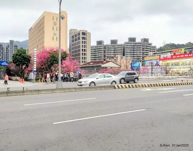 2025雙北平地賞櫻第四拍( --- 汐止文化櫻花季康誥溪櫻花大道(Cherry Blossoms at the creekside of Kangau creek), Hsingi district, Hsinpei city, SJKen, Jan 31, 2025.