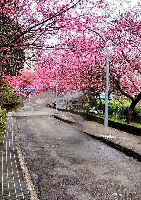 2025雙北平地賞櫻第四拍( --- 汐止文化櫻花季康誥溪櫻花大道(Cherry Blossoms at the creekside of Kangau creek), Hsingi district, Hsinpei city, SJKen, Jan 31, 2025.