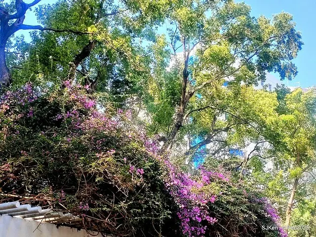 台北榮總忘憂湖水鳥與游魚(Waterbirds and fish at the lake of Taipei Veterans General Hospital)，Taipie, Taiwan, SJKen, Feb 11, 2025.