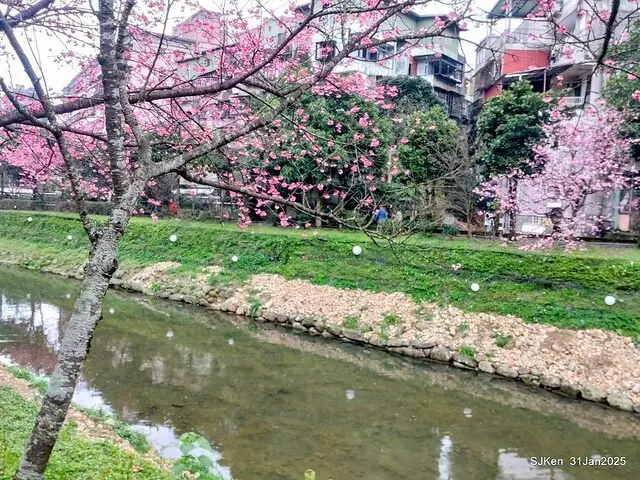 2025雙北平地賞櫻第四拍( --- 汐止文化櫻花季康誥溪櫻花大道(Cherry Blossoms at the creekside of Kangau creek), Hsingi district, Hsinpei city, SJKen, Jan 31, 2025.