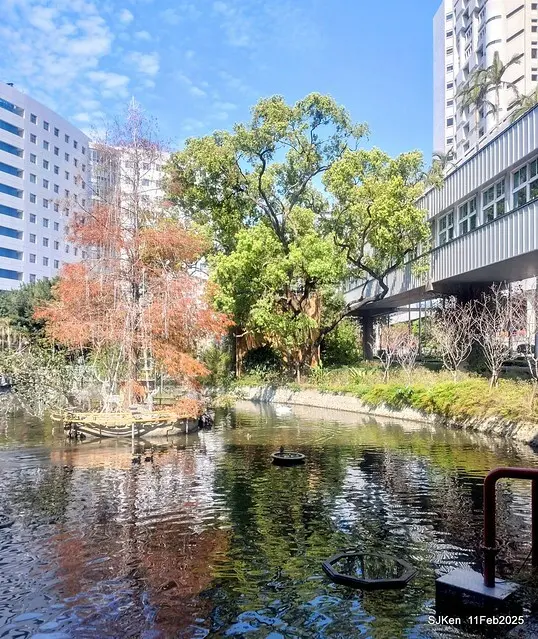 台北榮總忘憂湖水鳥與游魚(Waterbirds and fish at the lake of Taipei Veterans General Hospital)，Taipie, Taiwan, SJKen, Feb 11, 2025.