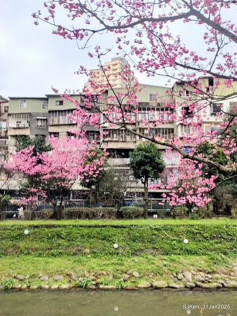 2025雙北平地賞櫻第四拍( --- 汐止文化櫻花季康誥溪櫻花大道(Cherry Blossoms at the creekside of Kangau creek), Hsingi district, Hsinpei city, SJKen, Jan 31, 2025.