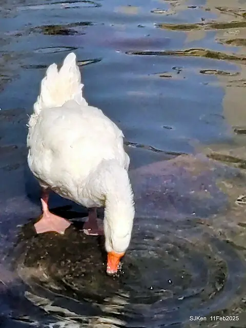 台北榮總忘憂湖水鳥與游魚(Waterbirds and fish at the lake of Taipei Veterans General Hospital)，Taipie, Taiwan, SJKen, Feb 11, 2025.