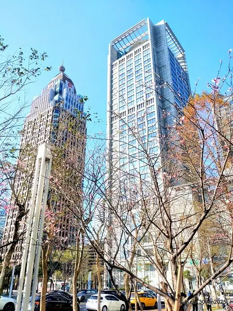 「華新麗華花旗銀行大樓」周邊櫻花林 (Cherry blossoms around the Walsin Xinyi Building), Taipei, Taiwan, SJKen , Jan 30, 2025