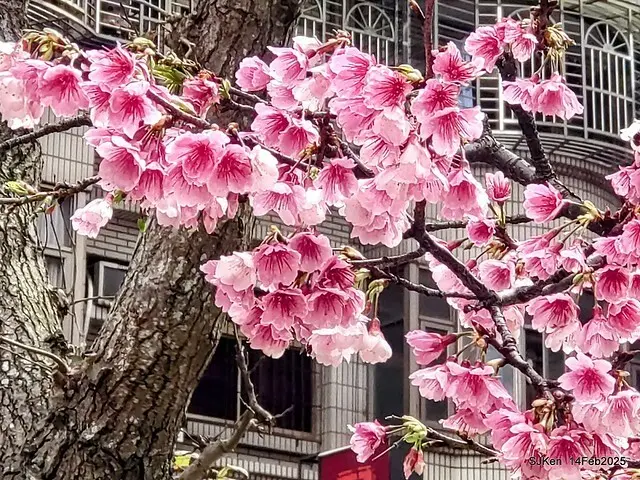 2025 雙北平地賞櫻系列第五拍 --- 北醫附設醫院櫻花(Cherryblossoms at Taipei Medical University Hospital), Taipei, Taiwan, SJKen, Feb 14, 2024.