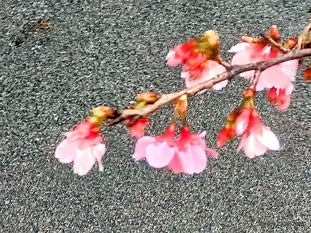 中國銀行台北分行左側櫻花林(Cherry Blossom at Taipei bank branck, China Bank, Taipei, Taiwan, SJKen , Jan 27, 2025