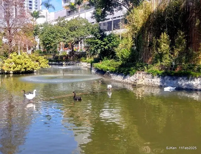 台北榮總忘憂湖水鳥與游魚(Waterbirds and fish at the lake of Taipei Veterans General Hospital)，Taipie, Taiwan, SJKen, Feb 11, 2025.