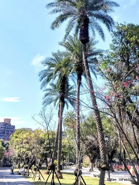 2025 雙北平地賞櫻系列第七拍---國父紀念館八重櫻與山櫻花(Prunus campanulata Maxim and Taiwan Cherry at Dr. Sun Yat-Sen Memorial Hall，by SJKen,  Feb  15, 2025)